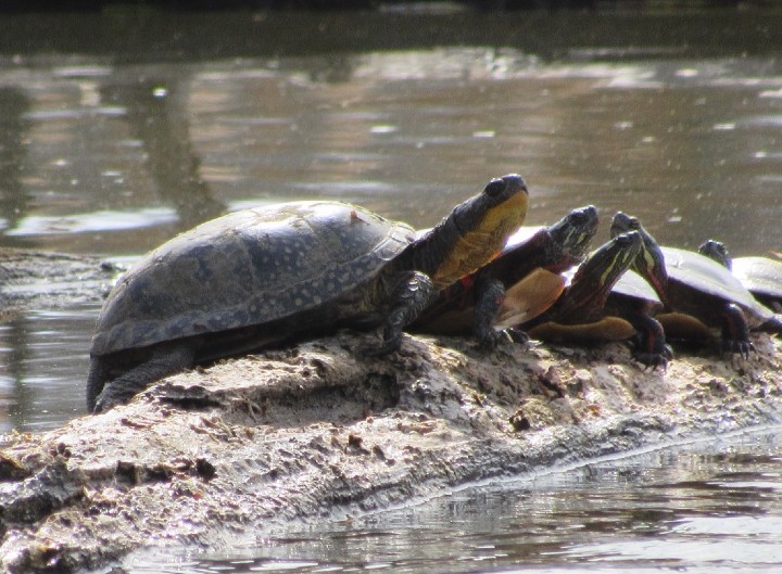 Blanding's Turtle